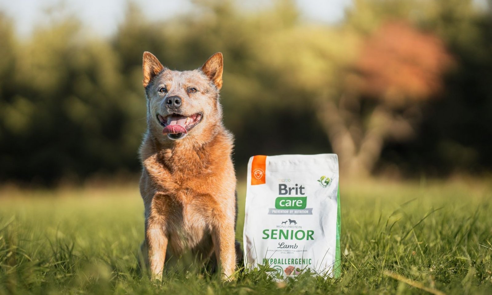 Brit Senior